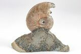 Iridescent, Pyritized Ammonite (Quenstedticeras) Fossil Display #209457-1